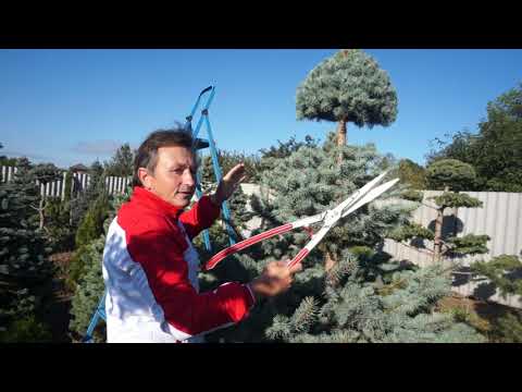 Видео: Мастер класс по стрижке ели!