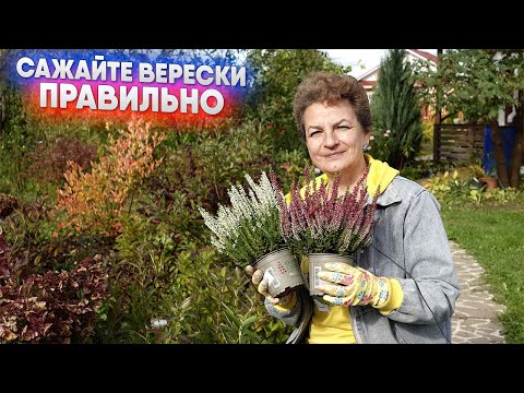 Видео: Сажайте верески правильно