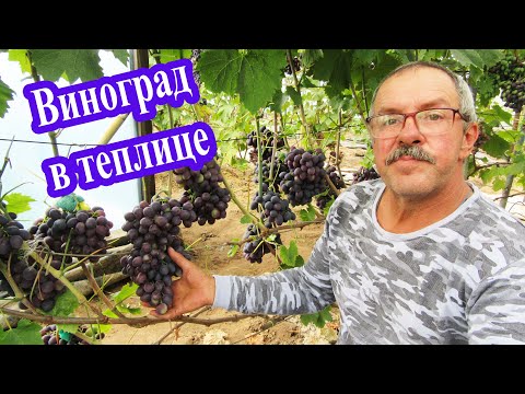 Видео: 🔴🔴Виноград в теплице. Минская область. Беларусь. Виноград Ляшкевича Дмитрия.
