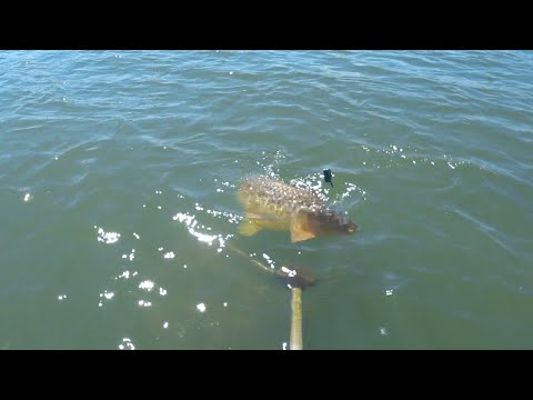 Видео: САЗАН ГИГАНТ !!! ДОН 2022 !!!