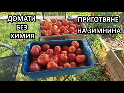 Видео: Как приготвям домати за зимата / Сравняване на 4 сорта за консервиране / Tony's permaculture garden