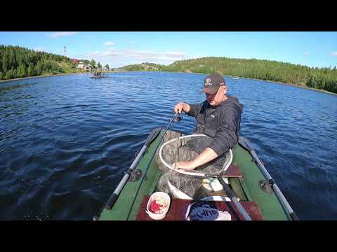 Видео: ЛОВЛЯ  ГОРБУШИ В ОТВЕС С ЛОДКИ / PINK SALMON FISHING IN A PLUMB LINE FROM A BOAT