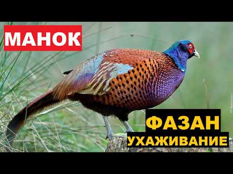 Видео: 🔊ГОЛОС (МАНОК) ФАЗАН УХАЖИВАНИЕ