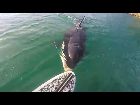 Видео: Если Вы Боитесь Моря, Не Смотрите Это Видео
