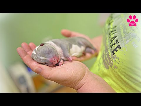 Видео: Мы потеряли всех щенков... Щенки прожили всего несколько часов...