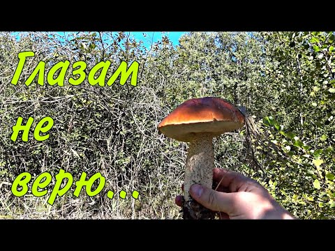 Видео: Нашёл остров подберёзовиков и красивейшие подосиновики с белыми грибами.