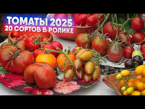 Видео: Томаты 2025 - 20 сортов в ролике