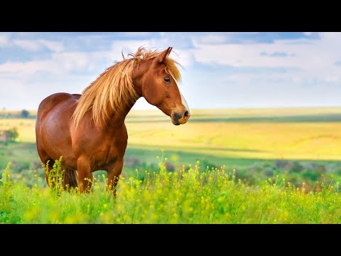 Видео: лечебная музыка для сердца и сосудов 🌿 успокаивает нервную систему и радует душу, Нежная музыка #90