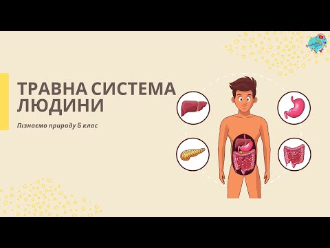 Видео: Травна система людини