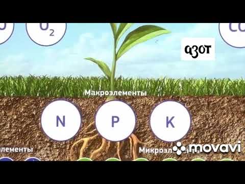 Видео: ДЕҲҚОНЧИЛИКДА УЧРАЙДИГАН МУАММОЛАР . Азот , фосфор ва калий .
