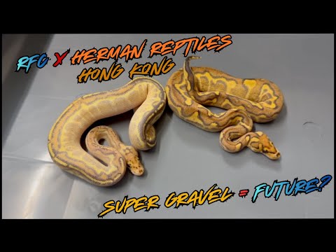 Видео: Мы наконец-то посетили Herman Reptiles в Гонконге — 9 лет поддержки и невероятные змеи!