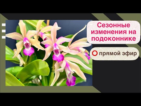 Видео: Готовим орхидеи к зиме!