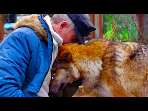 Видео: Охотник всю зиму кормил беременную волчицу. 1 год спустя услышал странный звук и закричал!