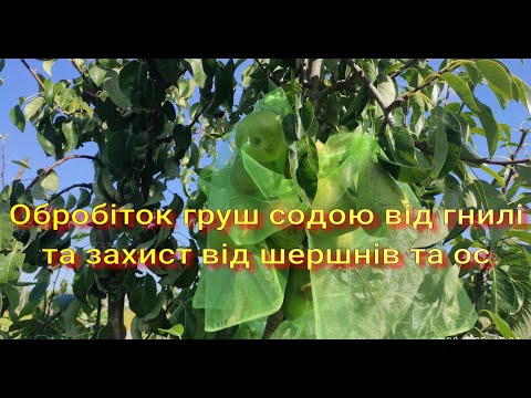 Видео: Обробіток содою груш та захист від шершнів