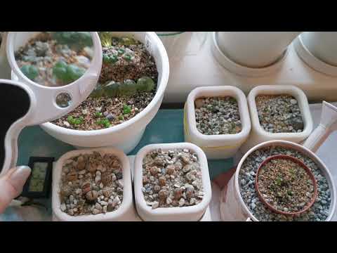 Видео: Мои ошибки. Литопсы, конофитумы, динтерантусы.