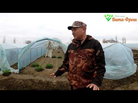 Видео: Посадка баклажана в мини теплицы 17 02 2019 Вита Фреш
