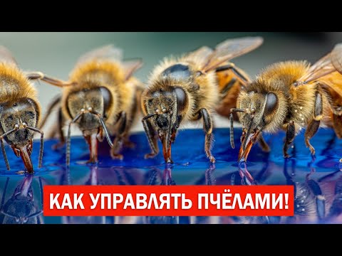 Видео: Как управлять пчёлами! Многие этого еще не знают! | How to control bees!