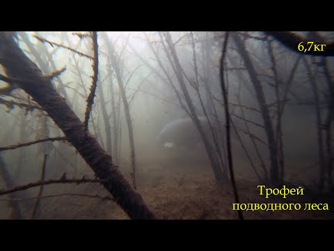 Видео: В подводный лес за карпом