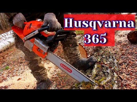 Видео: Husqvarna 365 вот Зачем Нужна на Дровах. Пилим берёзовые комли.