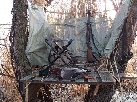 Видео: Охота на селезня с подсадной! 2018 год.