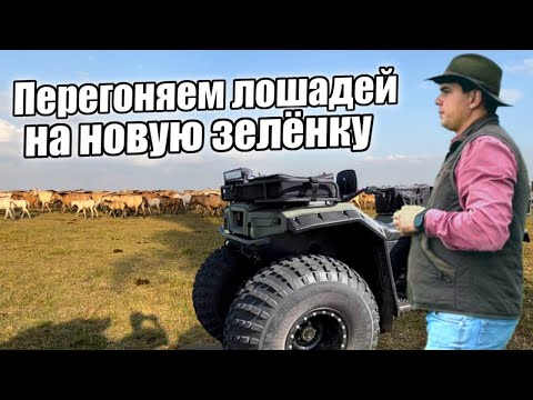 Видео: Наконец то провел с лошадьми весь день/ Квадроцикл athlete/ Квадроциклы РБ Моторс