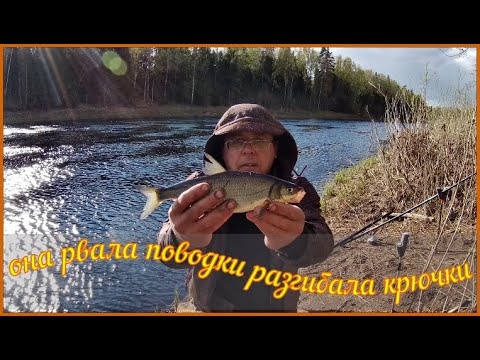 Видео: Она  Рвала Поводки . Разгибала Крючки. Злые Поклёвки . СЫРТЬ сезон 2023 г.