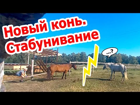 Видео: Новый конь  Стабунивание