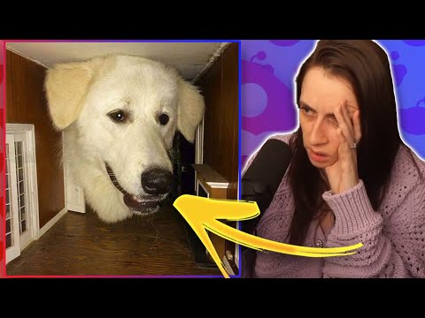 Видео: ЭТИ КАРТИНКИ ТАКИЕ ЗАПУТАННЫЕ