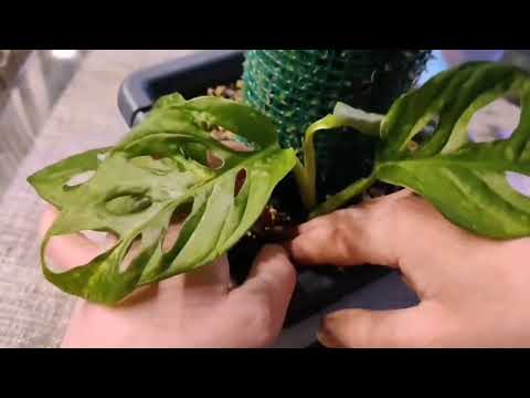 Видео: Тотем для растений с фитильным поливом