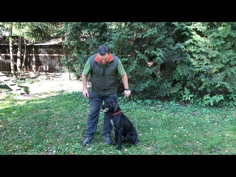 Видео: Что делать если легавая жует птицу