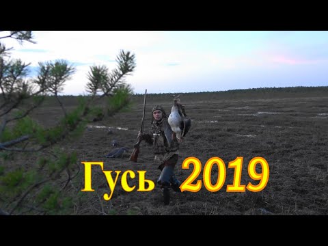 Видео: Гусь 2019 Охота на болотах #2