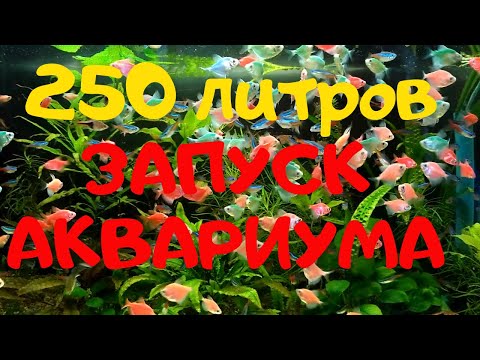 Видео: ЗАПУСК АКВАРИУМА 250л. Купил рыбок. Кормление,лечение