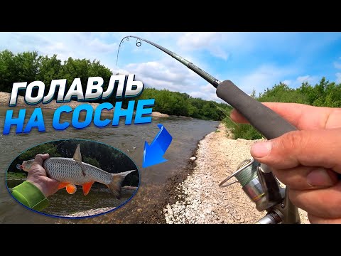 Видео: Ловим голавля на крэнки. Река Сосна.Турнир CHUB STANDOFF