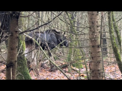 Видео: В поиске  куницы ! Сплошные помехи и лоси . Отличная работа лайки по зверю .