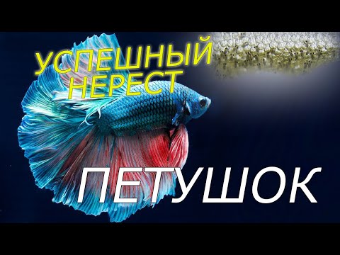 Видео: РАЗВЕДЕНИЕ ПЕТУШКОВ от А до Я | Что нужно для успешного нереста