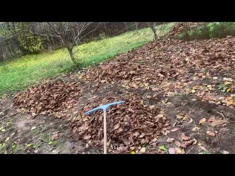 Видео: Перетворюємо листя в компост прямо на грядках #огород #компост 