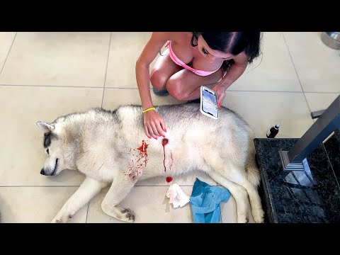 Видео: БЕДА! Травма у Хаски Рокки в горах !