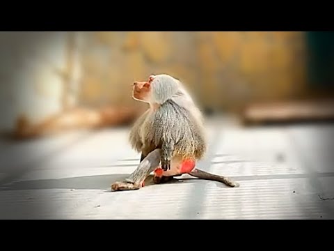 Видео: Мы не поняли стихи,  Джоник, не обижайся! Любимые зрители, вам СПАСИБО! Тайган