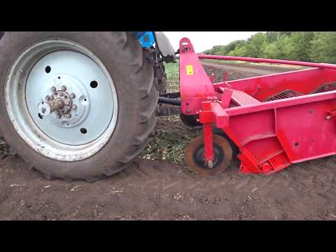 Видео: Копаем ранний лук!