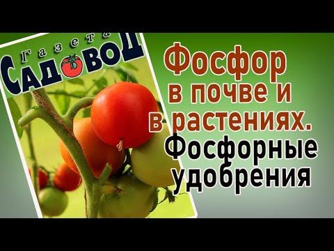 Видео: ФОСФОР В ПОЧВЕ И В РАСТЕНИЯХ. Фосфорные удобрения