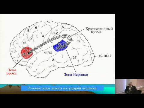 Видео: Психофизиология языка - Шульговский Валерий