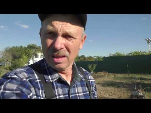 Видео: Виноградник після -1, які саджанці будуть досаджуватись в саду