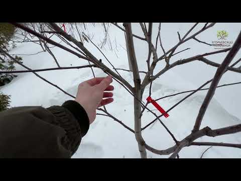 Видео: Обрезка молодой яблони агрономом в Егорьевском питомнике Никитенко Александра