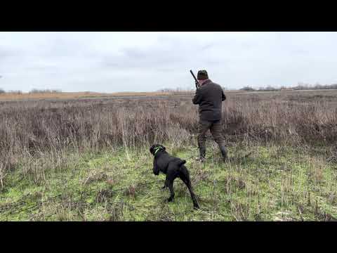 Видео: Дратхаар, работу по падсодной  фазана...