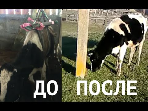 Видео: ПОДНЯЛИ СЛЕГШУЮ ДО ОТЕЛА НЕТЕЛЬ \ ПРЕДОТЕЛЬНОЕ ЗАЛЕЖИВАНИЕ