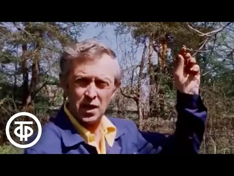 Видео: Как восстановить сад после морозов. Из программы "Наш сад" (1985)