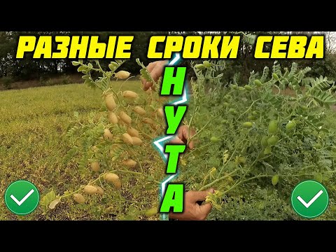 Видео: Разные сроки сева нута, какой лучше?