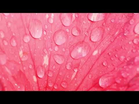 Видео: Миний доторх ээж