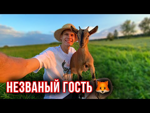 Видео: Будни Молодого ПАРНЯ-ФЕРМЕРА в деревне 🧑‍🌾 Нападение ЛИС на птиц 😱 Козы, птица, огород 🍅