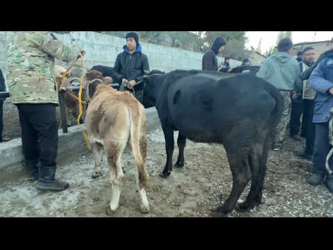 Видео: НООКАТ МАЛ БАЗАРЫ / 20-Окябрь 2024 Жыл